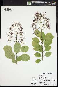 Cotinus coggygria image