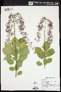 Cotinus coggygria image