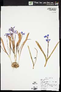 Scilla forbesii image