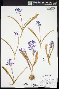 Scilla forbesii image
