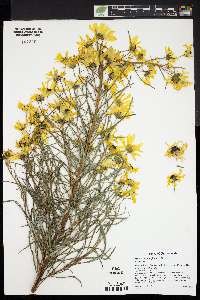 Helianthus salicifolius image