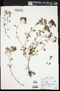 Hylotelephium cauticola image