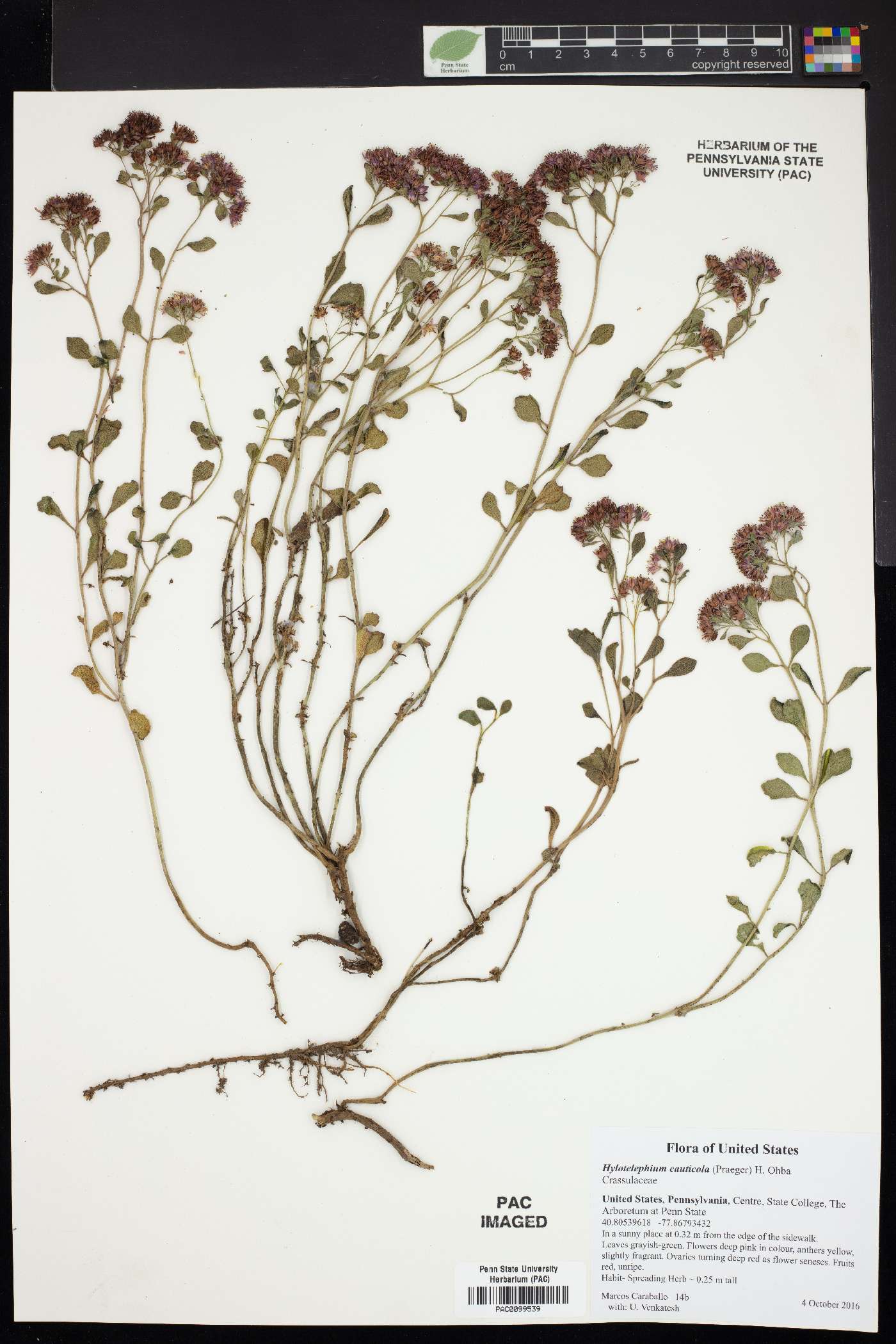 Hylotelephium cauticola image
