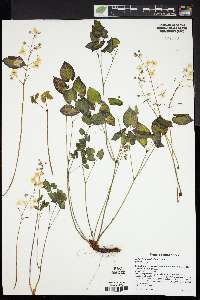 Epimedium versicolor image