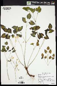 Epimedium versicolor image