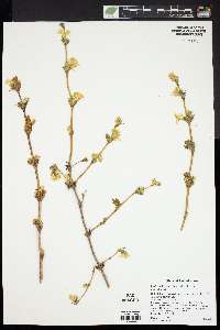 Lonicera fragrantissima image