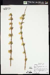 Lonicera fragrantissima image