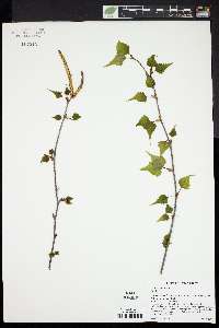 Betula populifolia image