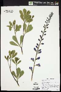 Baptisia australis image