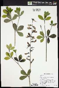 Baptisia alba image