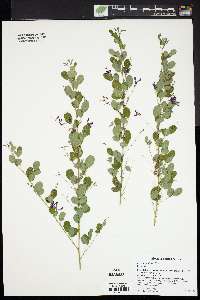 Lespedeza bicolor image