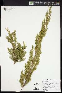 Juniperus chinensis image