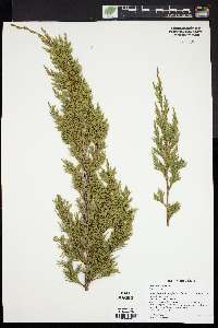 Juniperus chinensis image