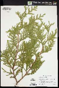 Thuja plicata image