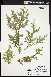 Thuja plicata image