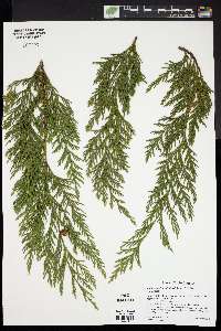 Xanthocyparis nootkatensis image