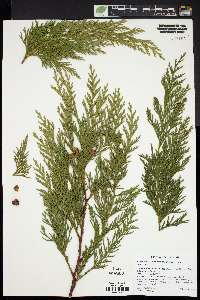 Xanthocyparis nootkatensis image