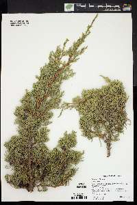 Juniperus chinensis image