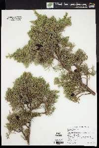 Juniperus chinensis image