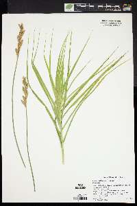 Carex muskingumensis image