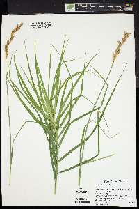 Carex muskingumensis image