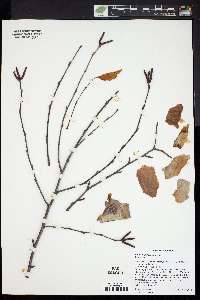 Betula populifolia image