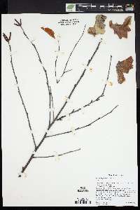 Betula populifolia image