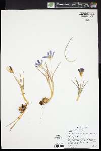 Crocus tommasinianus image