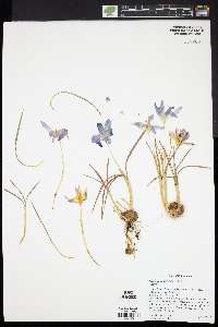 Crocus tommasinianus image