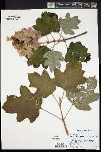 Hydrangea quercifolia image