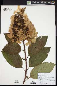 Hydrangea paniculata image