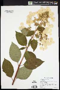 Hydrangea paniculata image