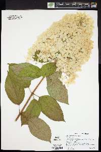 Hydrangea paniculata image