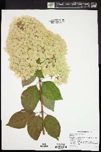 Hydrangea paniculata image