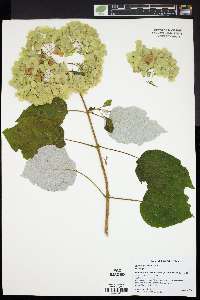 Hydrangea radiata image