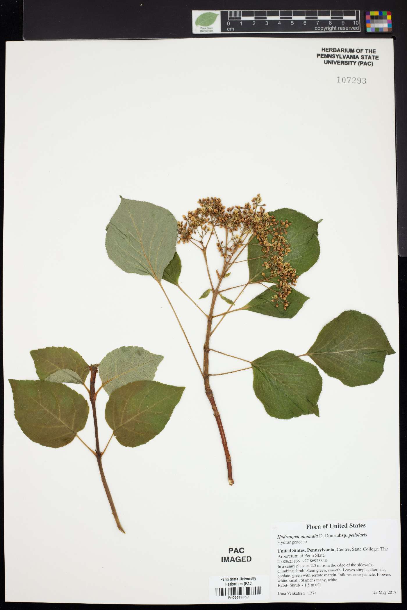Hydrangea petiolaris image