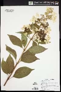 Hydrangea paniculata image