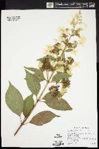 Hydrangea paniculata image