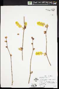 Corylopsis spicata image