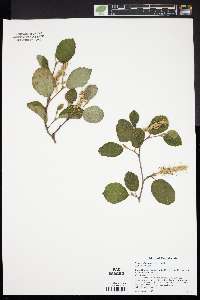 Fothergilla major image