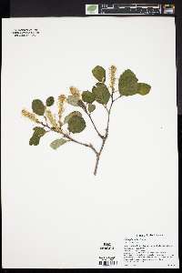 Fothergilla major image