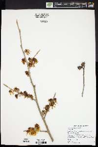 Hamamelis intermedia image