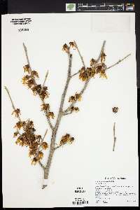 Hamamelis intermedia image