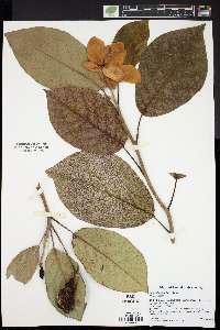 Magnolia sieboldii image
