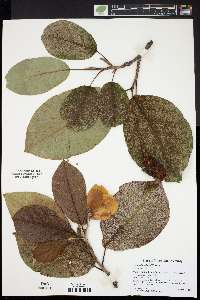 Magnolia sieboldii image