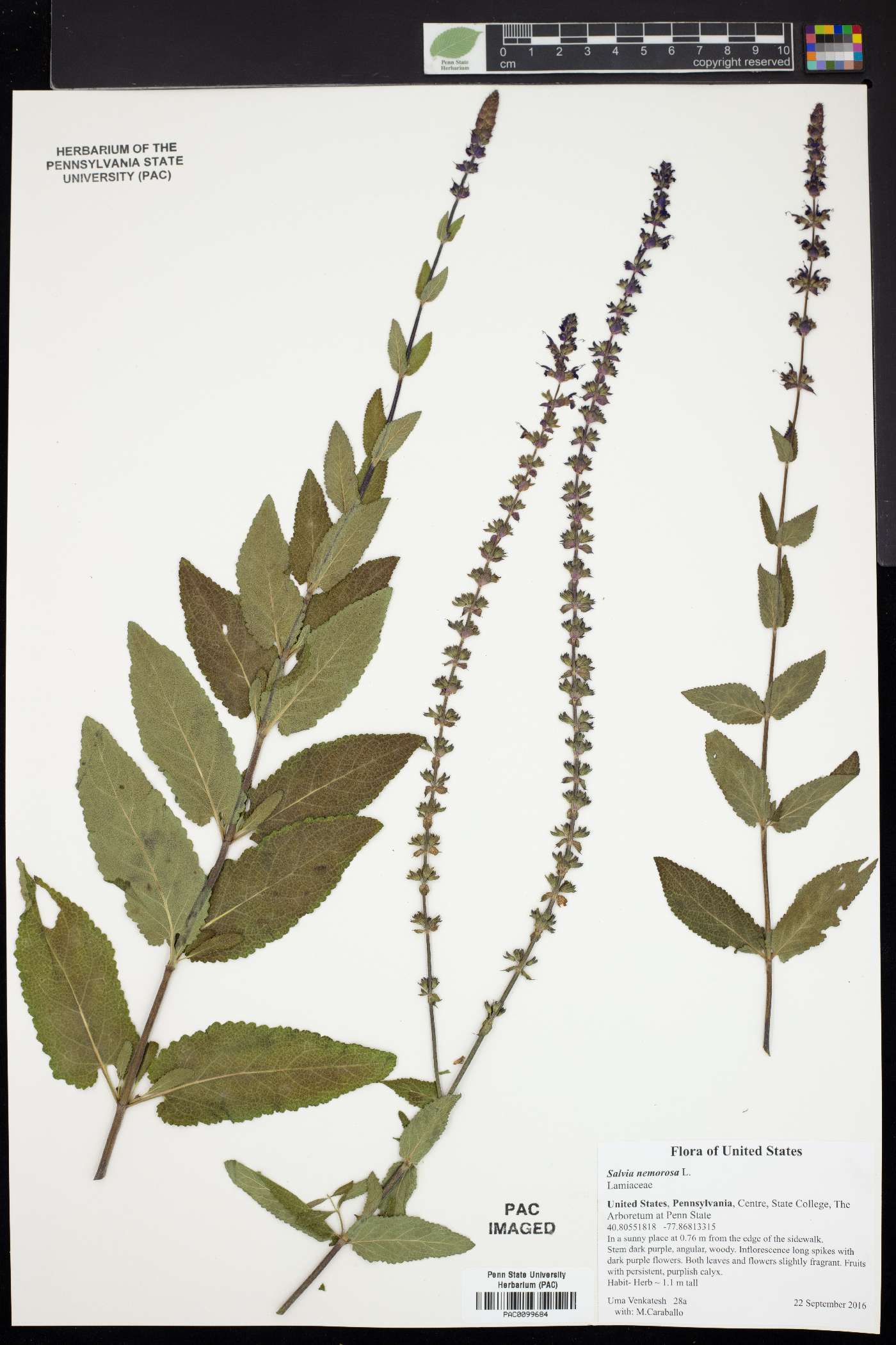 Salvia x sylvestris image