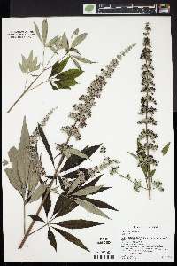 Vitex agnus-castus image