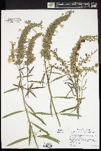 Salvia azurea image