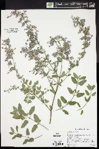 Nepeta racemosa image