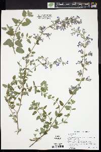 Nepeta racemosa image